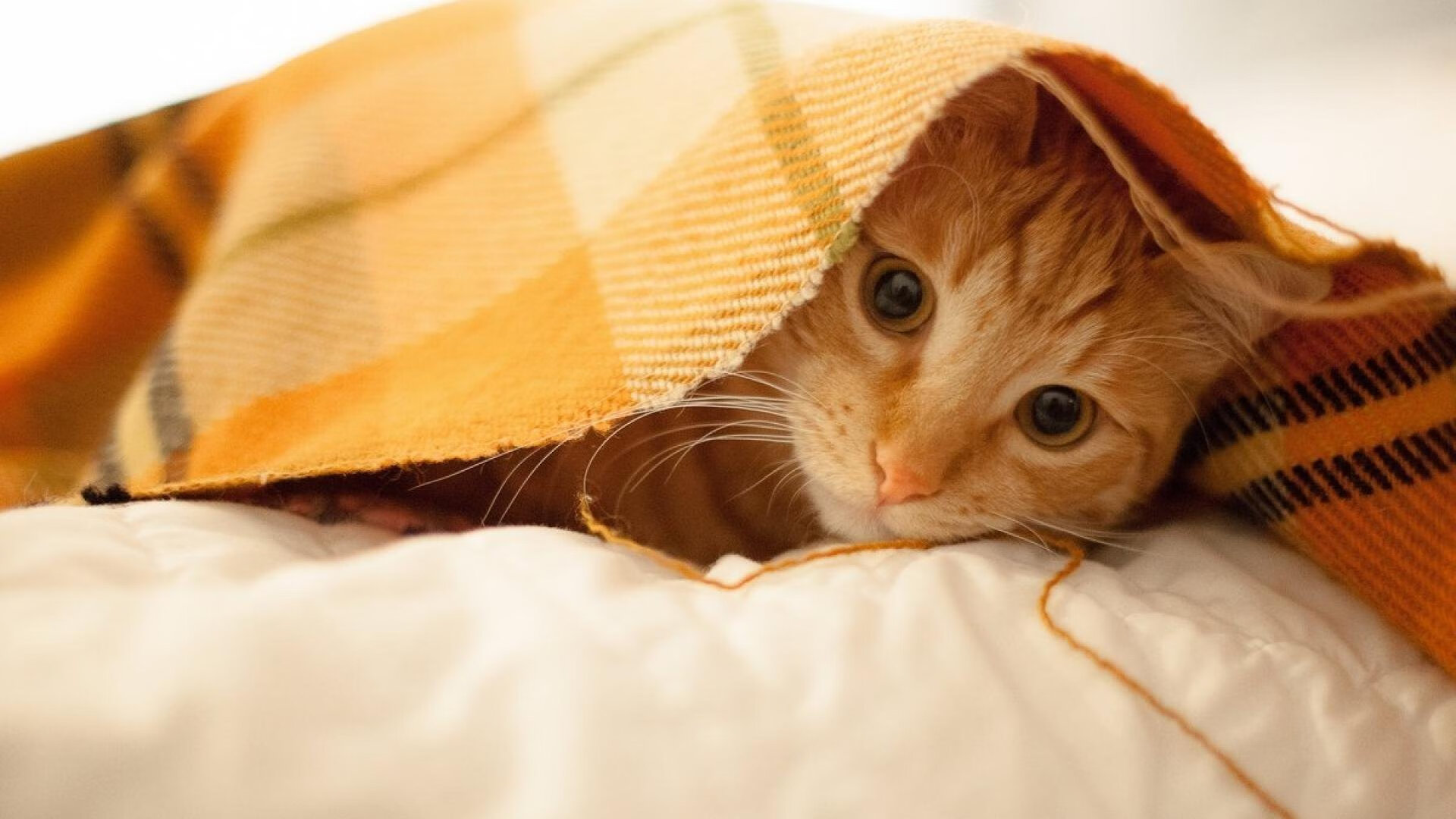 绿茵寓言，几内亚与卡塔尔的足球对谈，以及厄德高的舞台法则