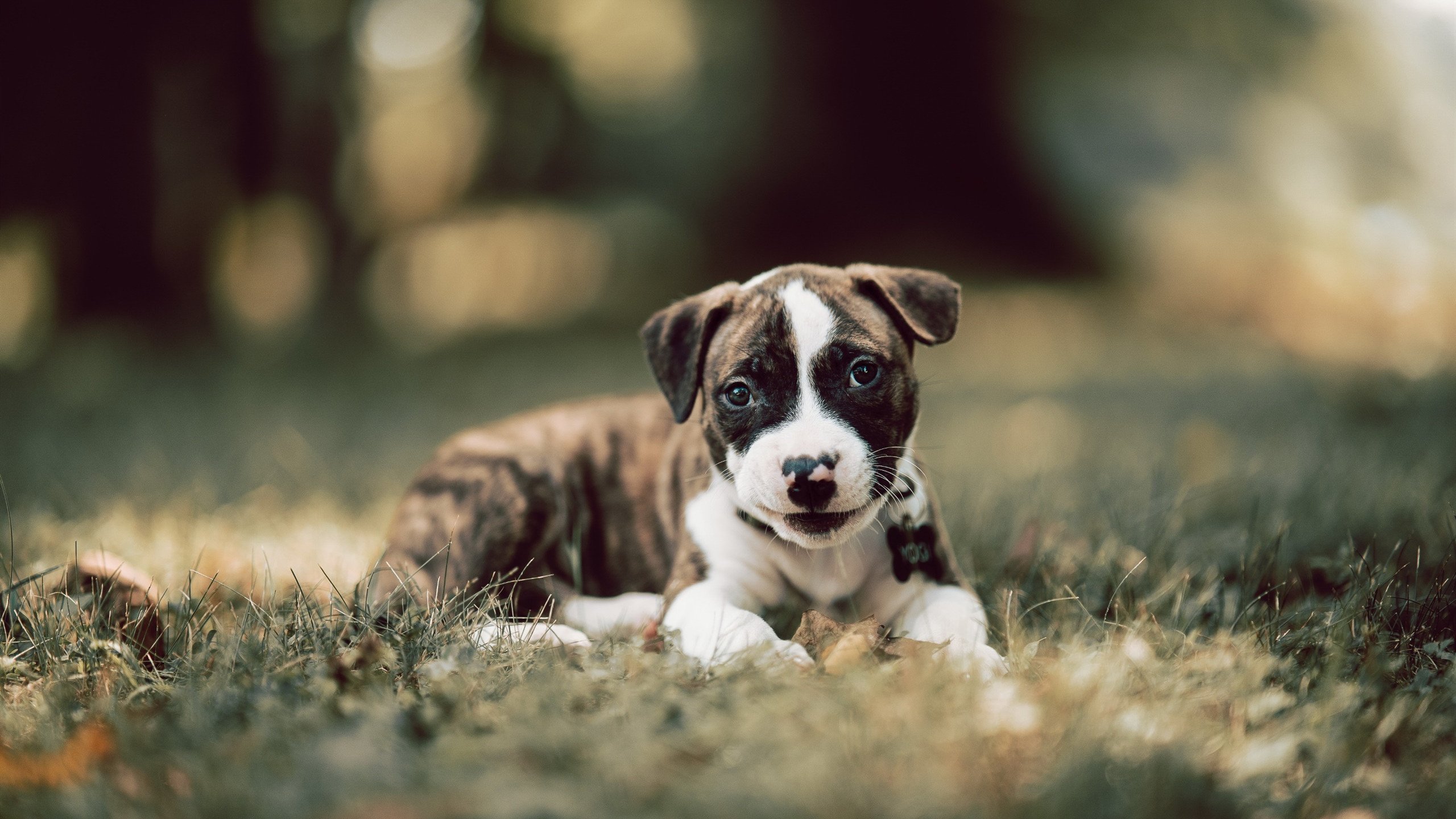 贝恩一剑封喉！湖人逆转太阳锁定季后赛关键席位