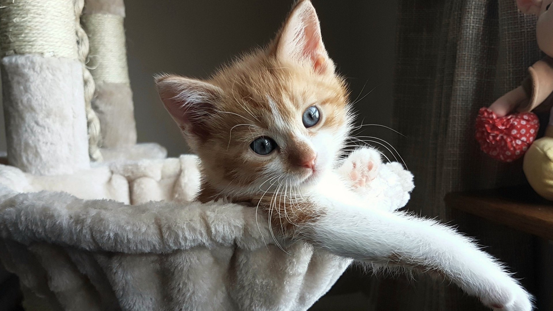 足球炼金术，当摩洛哥遇见那不勒斯，佩德里是那点石成金的哲人石