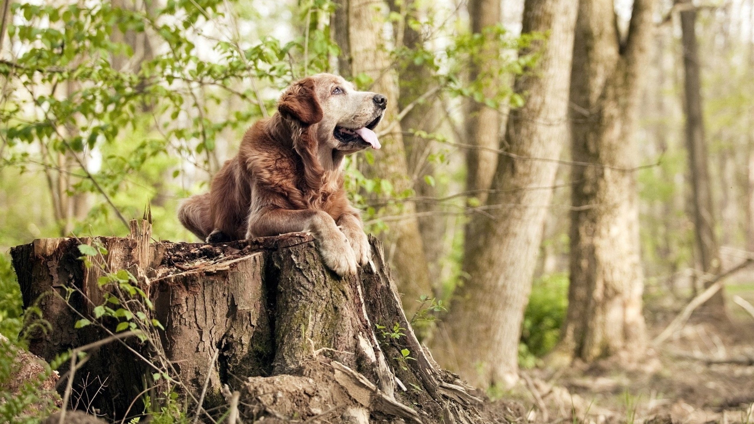 锐矛与坚盾的交响—萨卡关键闪光,阿森纳体系锁城