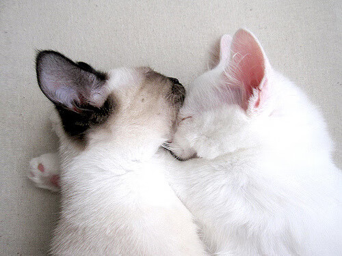 铁壁与长矛,一场定义攻防极致的唯一性胜利