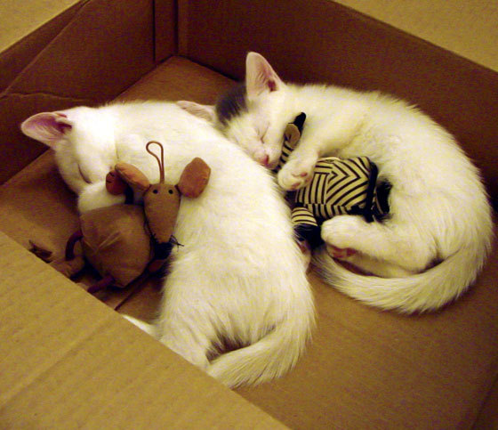 赛道上的篮球艺术家,杰伦格林在魔术碾压黄蜂中演绎F1式冠军接管