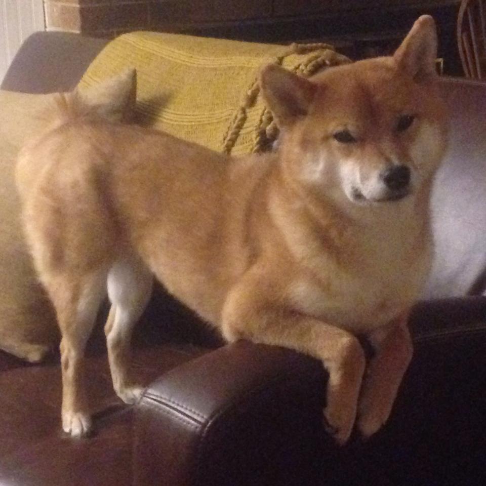 链式文艺复兴,当德国的高位粉碎遭遇意大利的慢板接管