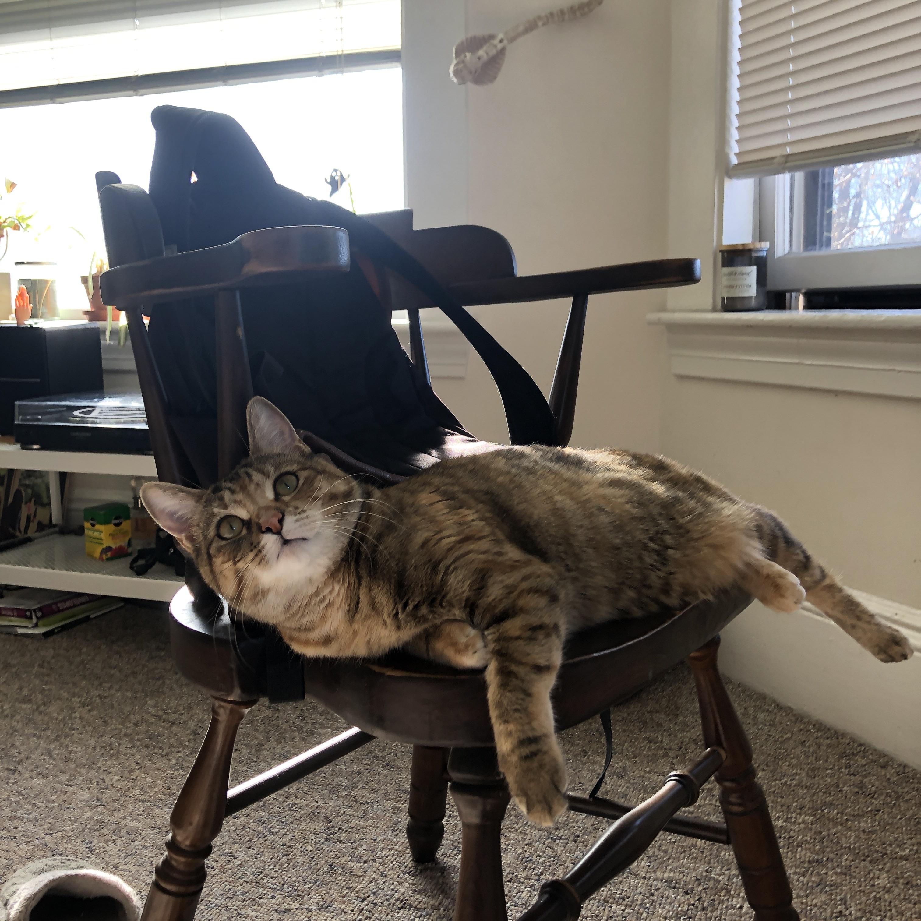 当福登的星座升起，亚平宁的夜空再无其他光芒