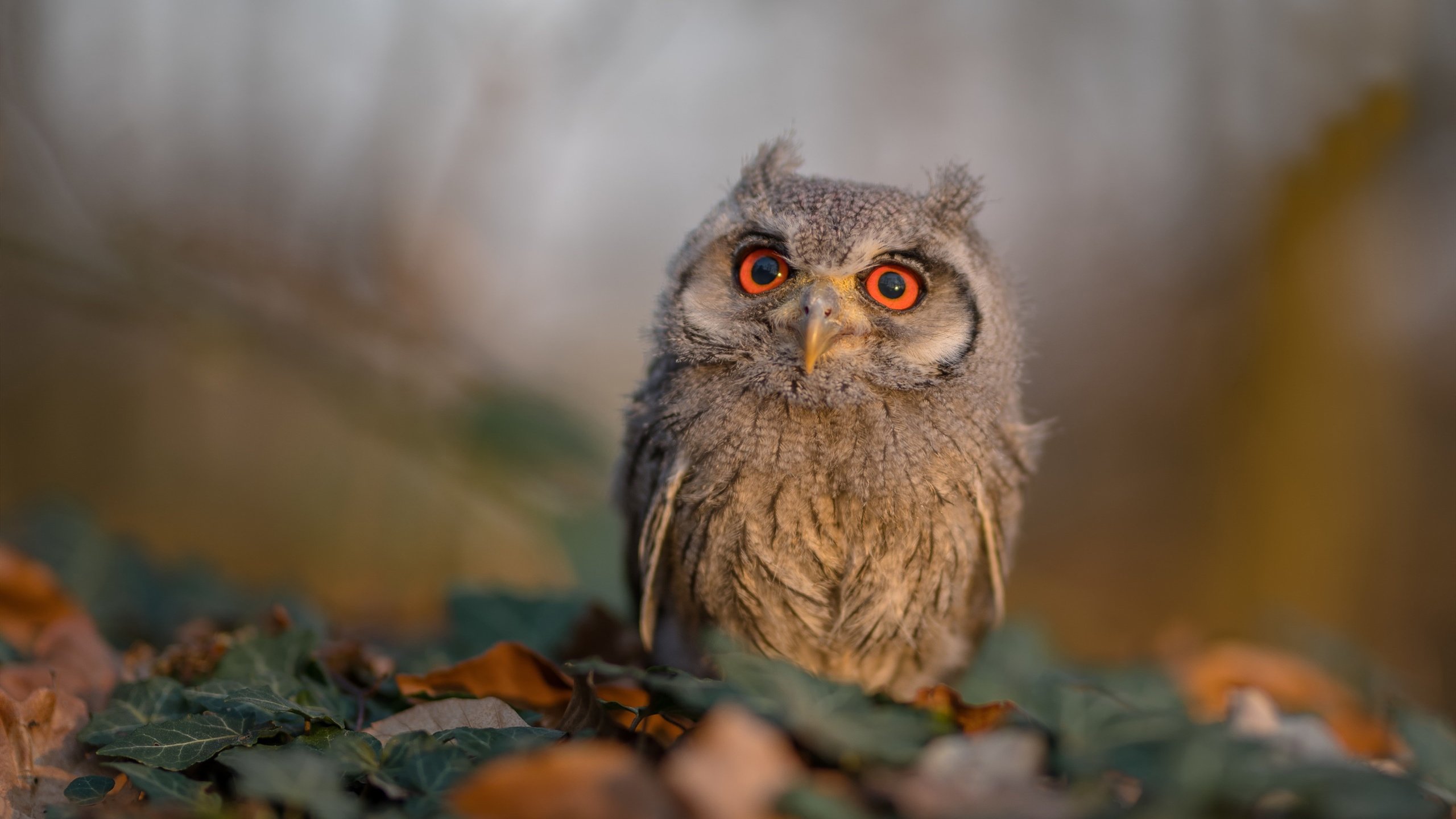 蓝月新魂刺破圣西罗迷雾—论若日尼奥如何以关键先生之姿,为曼城谱下加时制胜的变奏曲