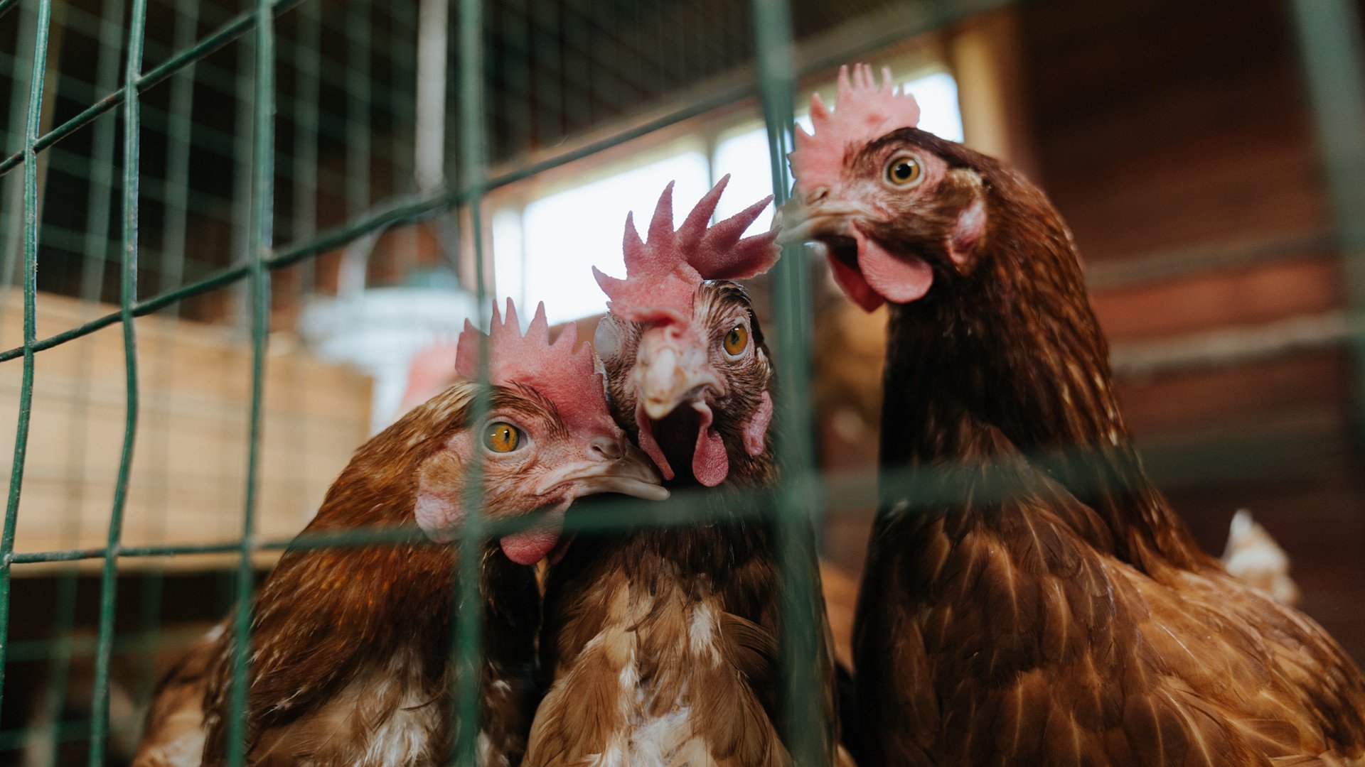 唯一性对决，塞维利亚对阵丹麦，罗德里成防守核心